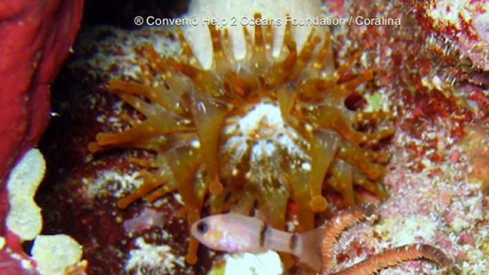 Cardinalfishes & Anemone